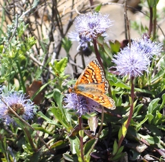 Euphydryas desfontainii