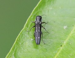 Agrilus obsoletoguttatus