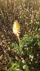 Orobanche amethystea amethystea