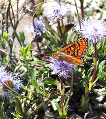 Euphydryas desfontainii