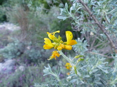 Adenocarpus hispanicus argyrophyllus