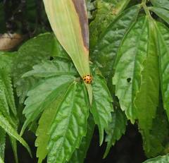 Harmonia dimidiata