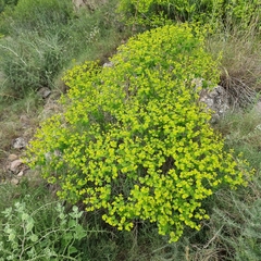 Euphorbia squamigera