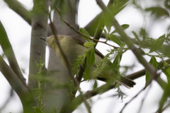 Vireo philadelphicus