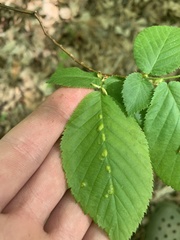 Taphrina virginica