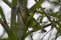 Vireo philadelphicus