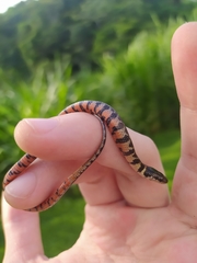 Erythrolamprus taeniogaster