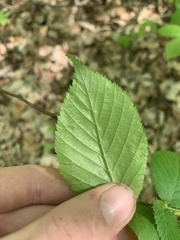 Taphrina virginica