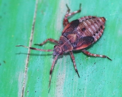 Deraeocoris olivaceus