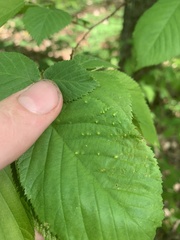 Taphrina virginica