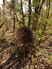 Tolmomyias sulphurescens