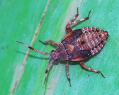 Deraeocoris olivaceus
