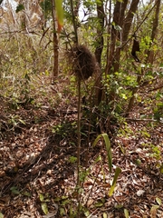 Tolmomyias sulphurescens