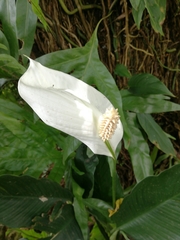 Spathiphyllum