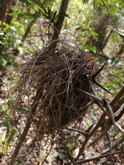 Tolmomyias sulphurescens