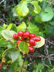 Rhamnus alaternus