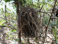 Tolmomyias sulphurescens