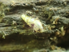 Opeas pyrgula