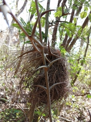 Tolmomyias sulphurescens