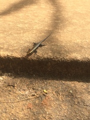 Eutropis madaraszi