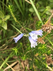 Brimeura amethystina