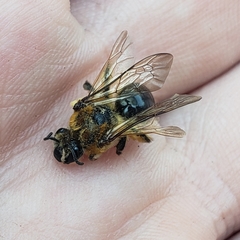 Andrena