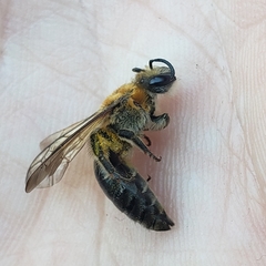 Andrena