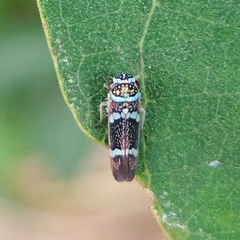 Macugonalia leucomelas