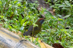 Arremon castaneiceps