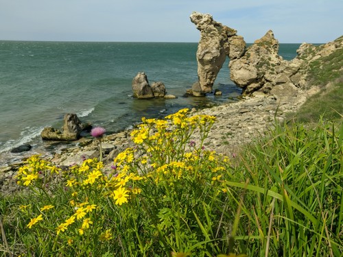 Pavasarinė žilė nuotrauka