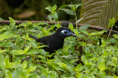 Hafferia zeledoni