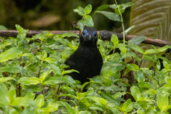 Hafferia zeledoni
