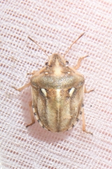 Derula flavoguttata