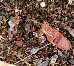 Titanoeca quadriguttata