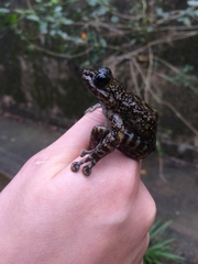 Amolops hongkongensis