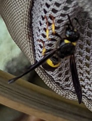 Ancistrocerus spinolae