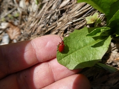 Lilioceris merdigera