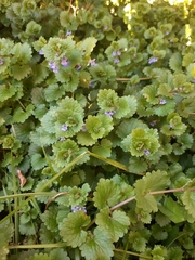 Glechoma hederacea