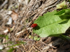 Lilioceris merdigera