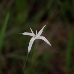 Rhynchospora latifolia