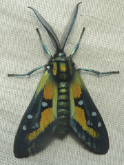 Chrysocale regalis