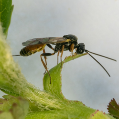Orthopelma mediator