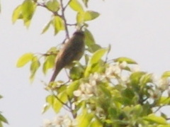 Acrocephalus schoenobaenus