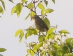 Acrocephalus schoenobaenus