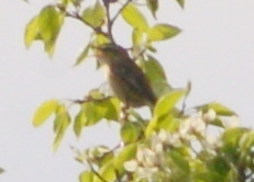 Acrocephalus schoenobaenus