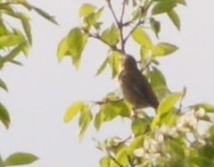 Acrocephalus schoenobaenus