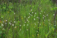Rhynchospora latifolia