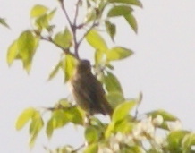 Acrocephalus schoenobaenus