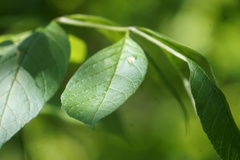 Puccinia sparganioidis