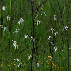 Rhynchospora latifolia